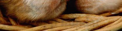 Läs mer om Agria Breeders Club på www.agriabreedersclub.se och bli medlem redan idag. Vi är en av nordens största klubbar för hunduppfödare, med närmare 8 000 medlemmar.