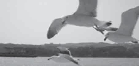 Visa fotografier och filmer Tryck på q-knappen. Ditt senaste fotografi eller fi lm visas. Välj önskat fotografi eller önskad fi lm med hjälp av den främre ratten (r) eller piltangenterna.