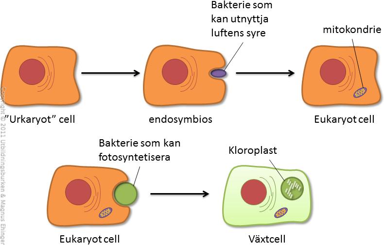 Endosymbiosteorin förklaringsmodell hur