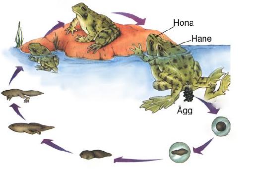 Fortplantning Amfibier Ägg utan hårt skal
