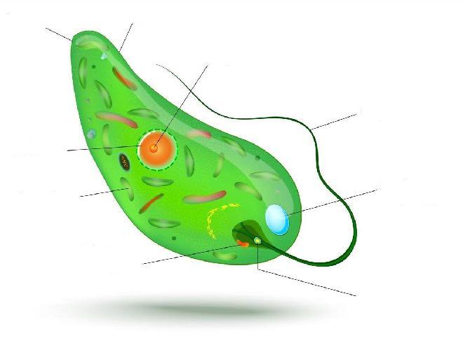 Protister Ofta encelliga Lever mest i vatten Har mer utvecklade celler än bakterier, eukaryoter.