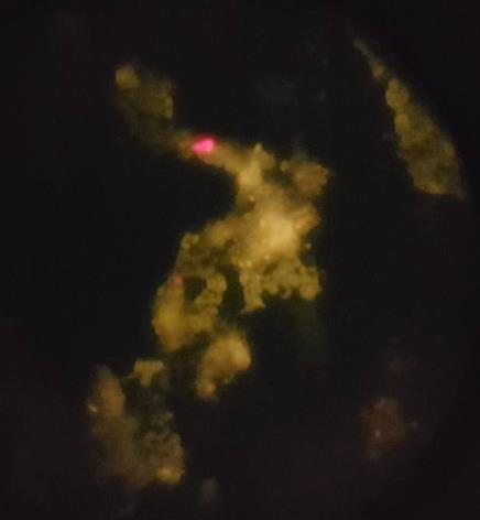 3.2. Analys och observation på lab Vattnets mikrobiella sammansättning studerades på lab på KTH genom in vitro koloniodling på agarmedium, FISH-analys samt observationer med mikroskop. 3.2.1.
