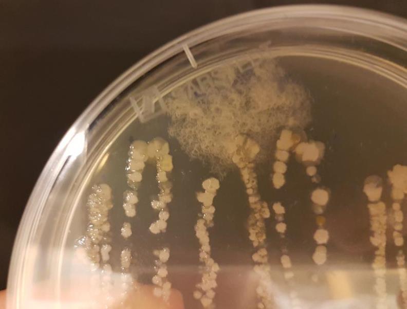 L11agar
