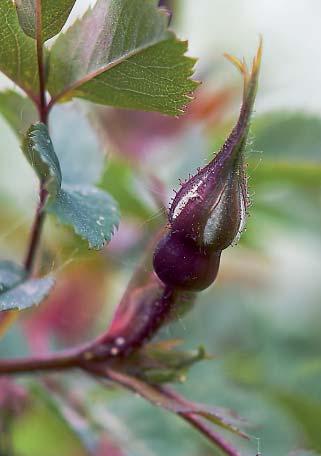 3. Daggros, Rosa glauca 8.