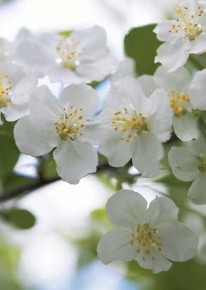 7. Bukettapel, Malus toringo var. sargentii fk Eskilstuna E 8. Syren, Syringa vulgaris Norrfjärden E Tre ljuvliga blomdofter som möts och avlöser varandra i Mästarrabatten 2007.