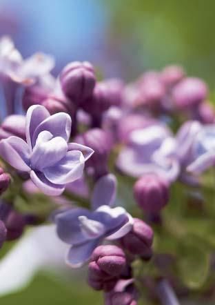 Buskar, perenner och blommande lökväxter samspelar i en harmonisk helhet, som får höjd och karaktär av rabattens enda träd - en välformad silveroxel. Häcken blommar från tidig vår till högsommar.