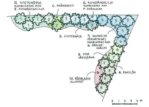 Perenner och lökväxter planteras runt om och under rabattens