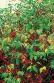 Buskar och träd som har det mesta - ljuvlig blomning, vackra bladfärger, spännande frukter och intressant bark Buskar och träd 1.
