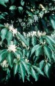 Fräscht, mörkgrönt bladverk med ljusare bladundersidor. Höjd: 3-5 m. Zon 1-5. 2. Rysk kornell, gulbladig, Cornus alba Aurea En lysande färgklick året om.
