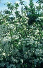 Silveroxel, Sorbus incana E Liten oxel med vacker form och färg. Bladen är mörkt grågröna med silvergrå undersidor. Även stammen är silvergrå. Kronan är smal och konformad.
