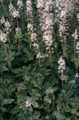 Zon 1-4 (5). 4 5 6 5. Kopparhäggmispel, Amelanchier laevis fk Bäcklösa E Kopparhäggmispelns blad är just kopparfärgade när de slår ut tidigt på våren.