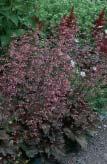 Mörka, ätliga bär. Höjd: 4-6 m. Zon 1-4 (5). 6. Benved, Euonymus europaeus Evert E Hösten är benvedens höjdpunkt.