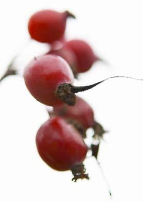 Bakom konceptet står GRO Plantskolor; svenska detaljister och producenter av buskar, träd och perenner inom Gröna näringens