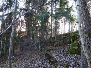 Det har vandrat in ett antal trädgårdsväxter från bebyggelsen längs Bergtorpsvägen. Gulplister och hasselört är redan nämnda, men det finns också kaprifol, gullregn, krusbär och snöbär.