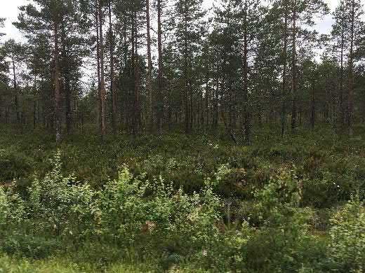 3.5. Boende och hälsa Det är glest med bebyggelse i området och den sammanhängande bebyggelse som finns är runt och i Sävar.