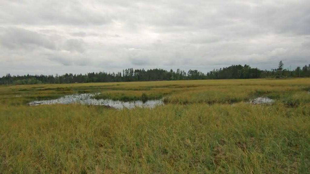 Torvpartier som gränsar mot de öppna vattenytorna är flytande och har låg bärighet.