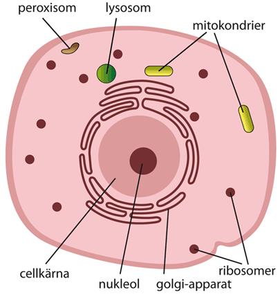 Alla organ i kroppen är i varierande utsträckning beroende av mitokondriens funktion. Det innebär att mitokondriell medicin är applicerbart på en stor mängd sjukdomstillstånd.