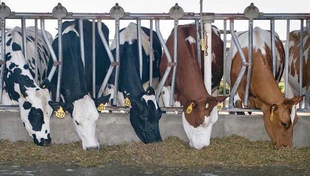 förutsättningar för korsningsavel Intensiv selektion för mjölkproduktion och extrem mjölktyp försämrad fer
