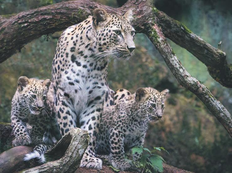 leoparder ut i Sotchi i Ryssland.