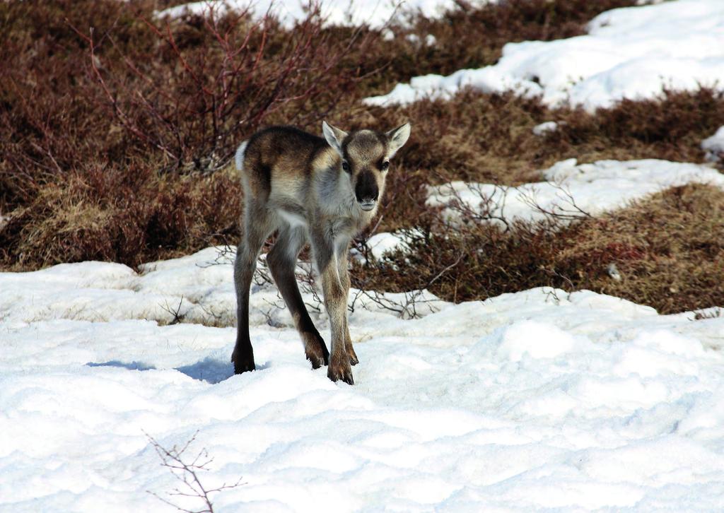 Sørsamisk kirkeblad