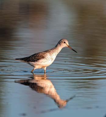 Numenius arquata 1 1 1 199 1 3 5 Småspov Numenius phaeopus 1 199 1 3