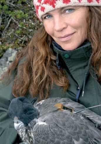 Fåglar i Jämtland-Härjedalen 1/5 Projekt Jaktfalk 5 Ulla Falkdalen Tecken på boplundring Ungar som plötsligt försvinner på ett oförklarligt vis väcker ibland frågan om boplundring förekommer i