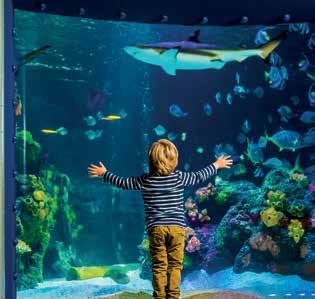 Med Happy Pass ingår biljetter till både nöjesparken Borgbacken och Sea Life, med den nya utställningen Havets stjärnor. Prisex 415:-/person (gratis för barn under 3 år).