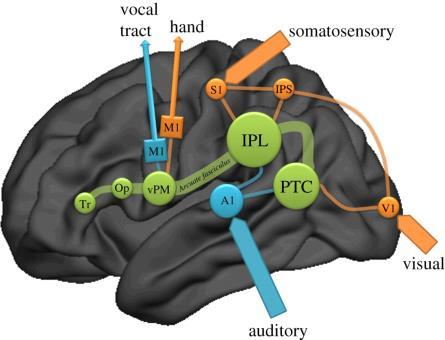 Cortikala nätverk involverade i tal och verktygstillverkning Tr = Pars triangularis Op = Pars opercularis (delar av Brocas område) vpm = Ventrala premotorcortex IPS