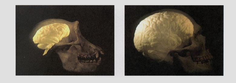 Hjärnans vikt i gram neanderthalensis Schimpans Människa Förmänniskor (hominider)