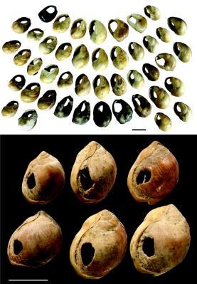 80.000 år gamla snäckskalshalsband och graverade ockrastenar från Blombos grottan Astonishing quick development of