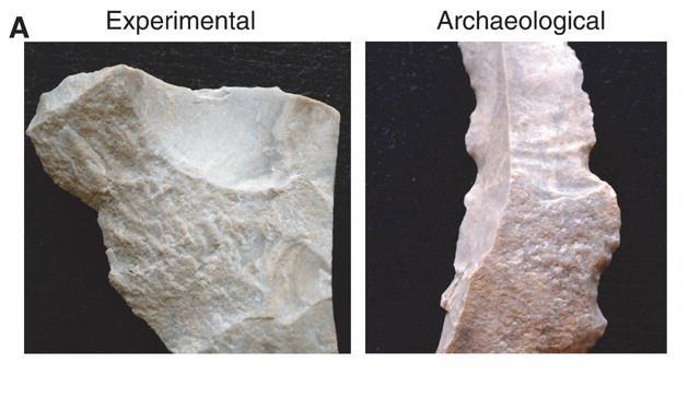 , 136, 5-15, 2003 Cunnane & Crawford, 136, 17-26, 2003 Hjärnans vikt i gram neanderthalensis Förmänniskor (hominider) Homo habilis