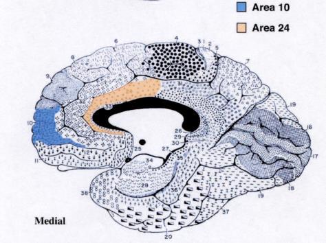 Prefrontal % vitvävnadsvolym / prefrontal %
