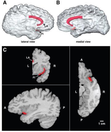 , PNAS, 1999 Allman et al.