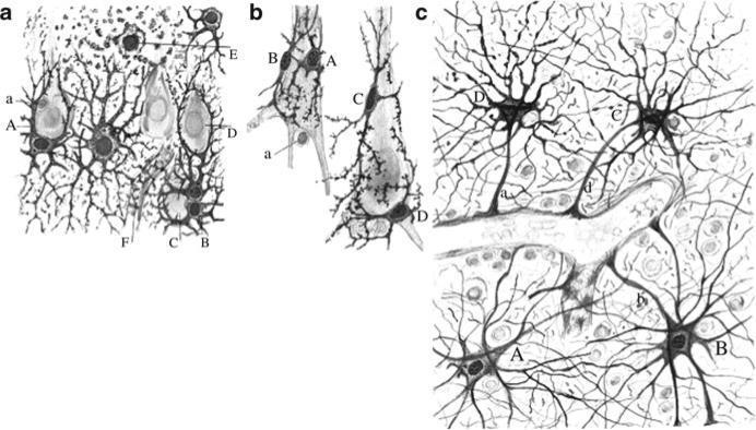 7 stages in the evolution of language Nervcellernas bildande och vandring mot barken Grasping A mirror system for grasping A system for simple imitation of grasping A complex imitation system for