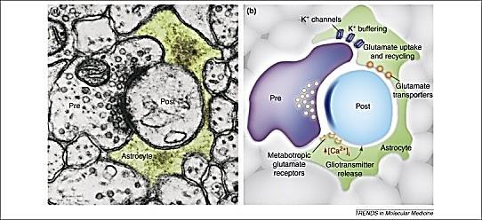 ex. corpus callosum Ventrikeln Nervceller som vandrar längs radialglia Tillväxtzon Cajals avbildningar av gliaceller Astrocyternas komplexitet utmärker den mänskliga hjärnan Interlaminära astrocyter