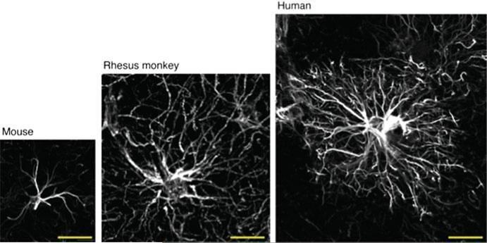 astrocyter är större och mer komplexa än