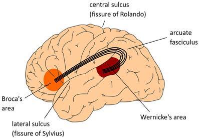 In children deprived of a linguistic environment, the linguistic genes are deeply repressed and the children cannot learn language later in their lives.