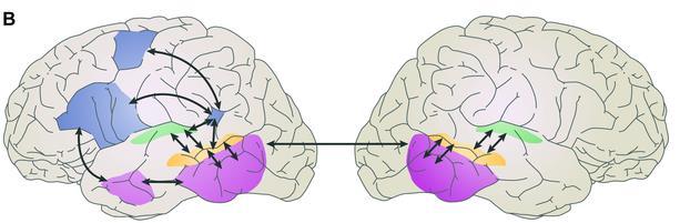 Beyond the classical model Functional MRI study examining activation patterns during comprehension of Japanese sign and spoken languages.