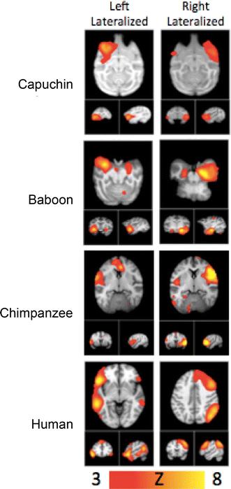 The brain s default network. Anatomy, function, and relevance to disease. Annals of the New York Academy of Sciences, 1124, 1-38.