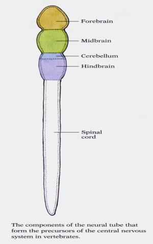 Brain growth