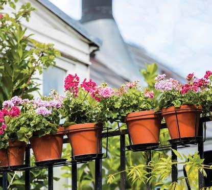 VI I VASASTAN 13 maj 19 maj 2017 31 Nu blomstrar pelargonkärleken Det finns knappt ett hem i Sverige som inte har b esökts av en pelargon.