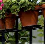 Vattna ordentligt och låt jorden torka mellan vattningarna. Placera pelargonen i ett soligt läge ute och i ett ljust fönster inne.