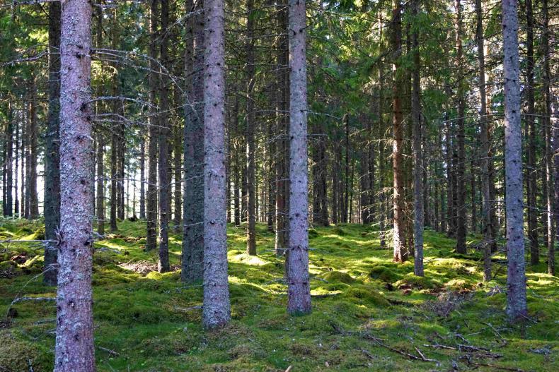 Skogsfastighet Norrhult 192 ha Vägbeskrivning Från Norrhult kör (väg 31) mot Vetlanda. Efter ca 7 km sväng höger mot Össjöbol. Kör ca 2,5 mot Össjöbol (Åseda).