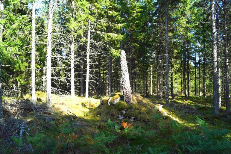 Övrig mark På fastigheten finns enligt skogsbruksplanen ytterligare impedimentmark och övrig mark om tillsammans ca 47,9 ha.