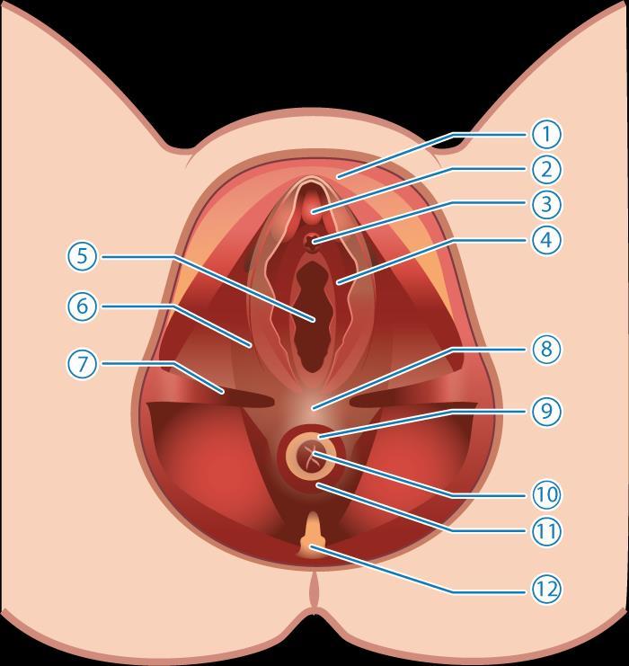Anatomi 1. Blygdben 2. Klitoris 3. Urinrör 4. Bulbokavernosusmuskeln 5. Slida 6. Puborektalis-muskeln 7.