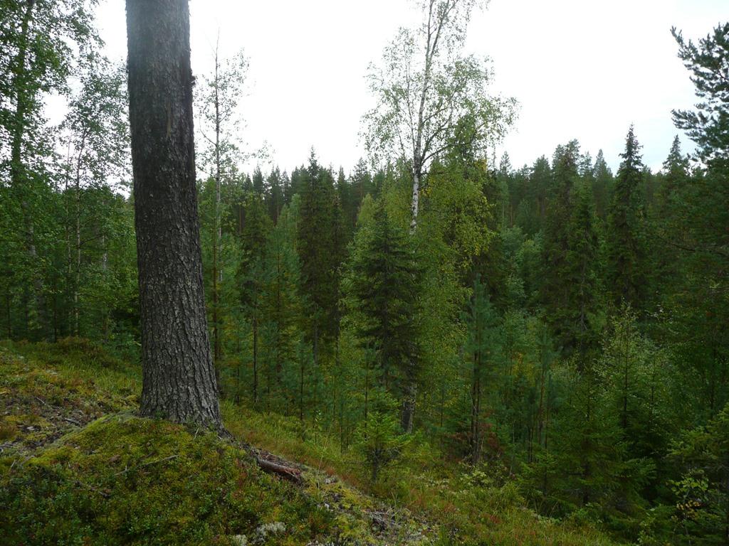 m³sk varav 5 700 m³sk över 90 år.
