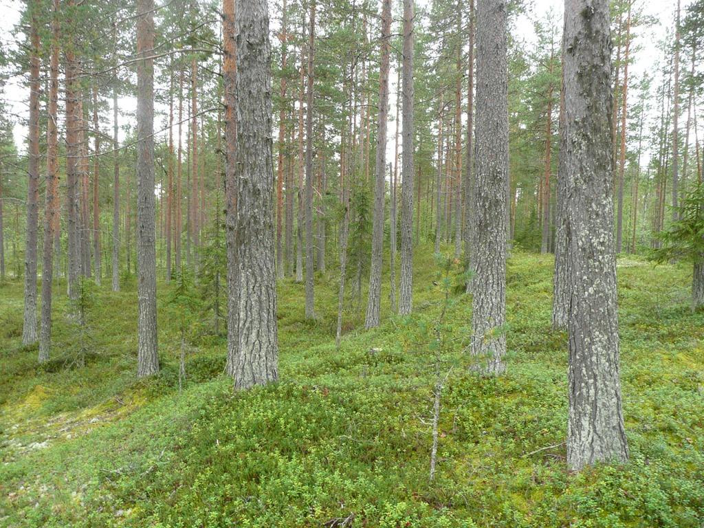 Piteå Sjulnäs 28: Försäljningsobjekt Piteå Sjulnäs 28: Uppgifter i försäljningsunderlaget mm avser hela fastigheten om inget annat anges Arealer Enligt mätning på skogskarta Totalt 25,4 Skog 8,