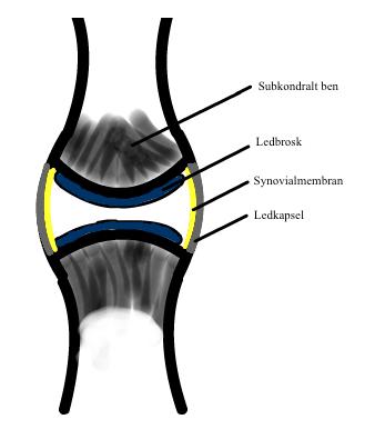 LITTERATURSTUDIE Frisk led Det finns tre typer av leder som beroende på funktion är indelade i fibrösa, brosk eller synoviala leder (Dyce et al., 2010).