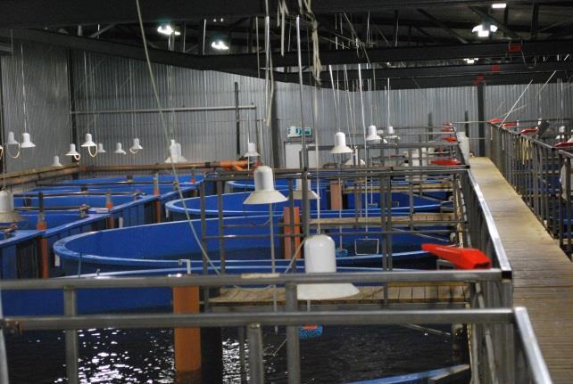 4C. Fiskodling i recirkulerande landbaserade system Odling av fisk i landbaserade recirkulerande system (RAS Recirculating Aquaculture Systems) inomhus används i Sverige idag främst för produktion av