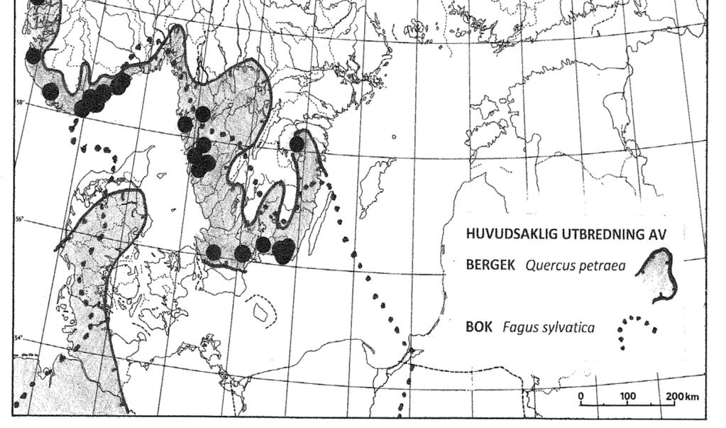 Troligen klättrat över från bergek till bok på vissa lokaler!